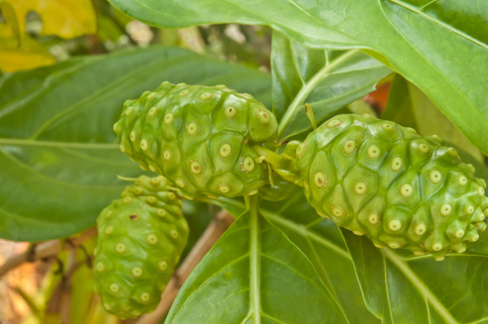 Ripe noni fruit (Morinda citrifolia) growing on a tree branch in a tropical setting