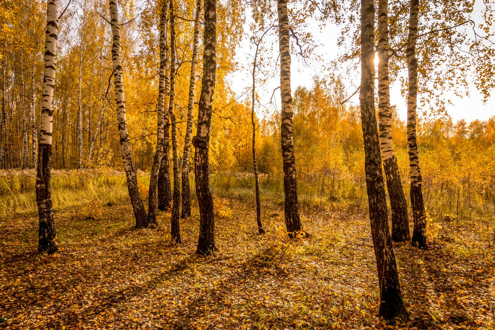 Low golden autumn sun through a birch forest, mist hanging between the trunks