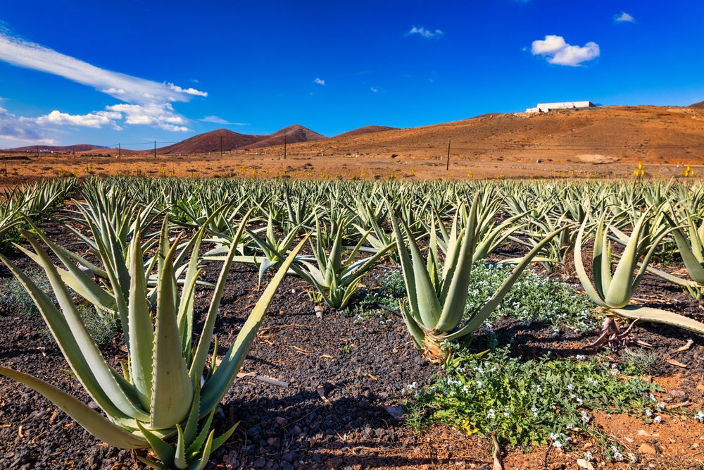 Rows of aloe vera plants on a desert plantation, mountains and clear sky behind
