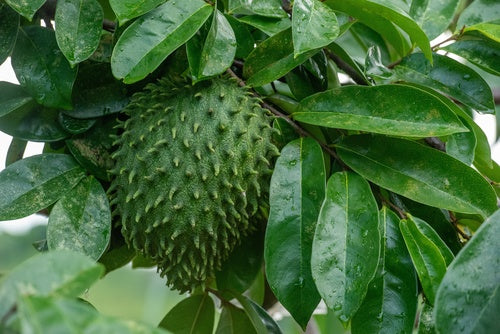 Discovering the Tropical Power of Graviola (Annona muricata)