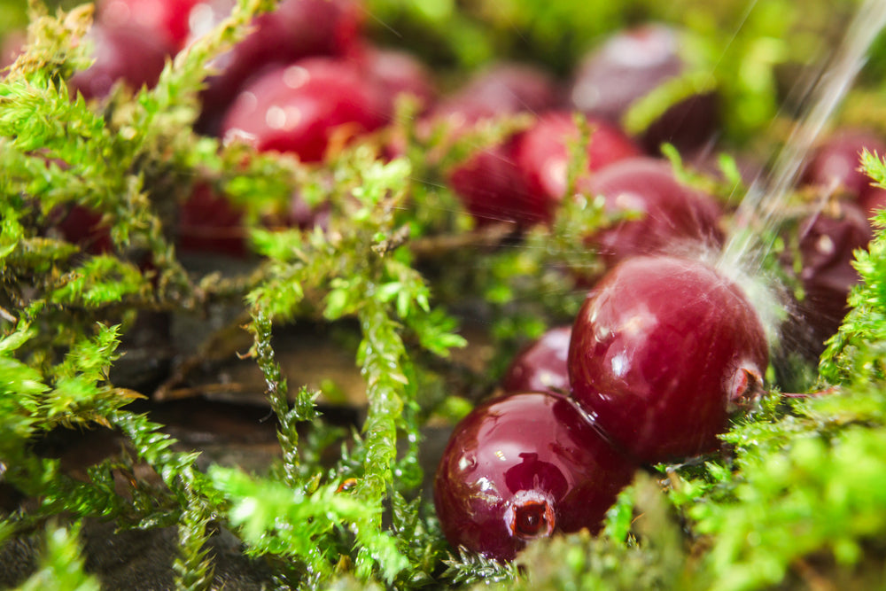 Red wild cranberries among green sphagnum moss in an autumn bog