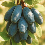 Mahedad haskapimarjad Frost Kiss mahla jaoks